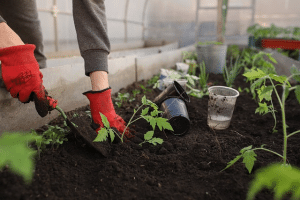 gardening mistakes to avoid when planting vegetable garden